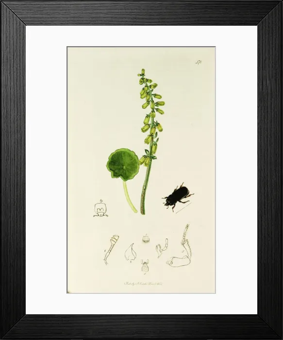 Framed Print : Curtis British Entomology Plate 478 Framed Print : Curtis British Entomology Plate 478