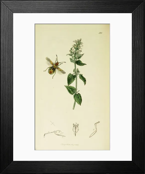 Framed Print : Curtis British Entomology Plate 500 Framed Print : Curtis British Entomology Plate 500