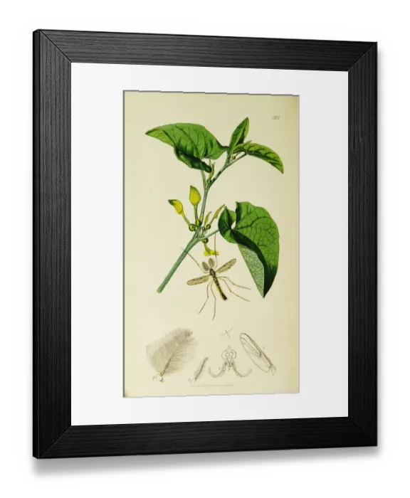 Framed Print : Curtis British Entomology Plate 501 Framed Print : Curtis British Entomology Plate 501