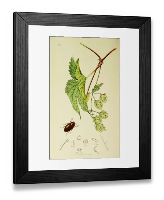 Framed Print : Curtis British Entomology Plate 502 Framed Print : Curtis British Entomology Plate 502