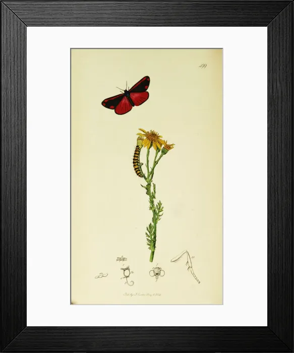 Framed Print : Curtis British Entomology Plate 499 Framed Print : Curtis British Entomology Plate 499