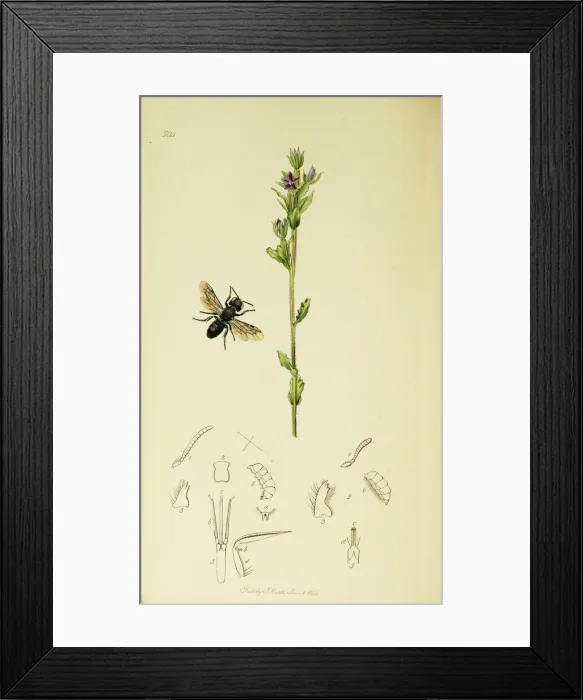 Framed Print : Curtis British Entomology Plate 504 Framed Print : Curtis British Entomology Plate 504