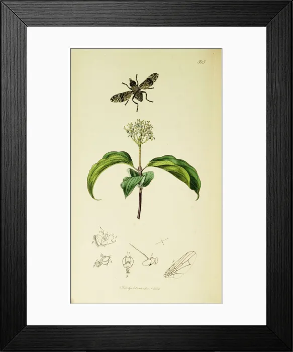 Framed Print : Curtis British Entomology Plate 505 Framed Print : Curtis British Entomology Plate 505