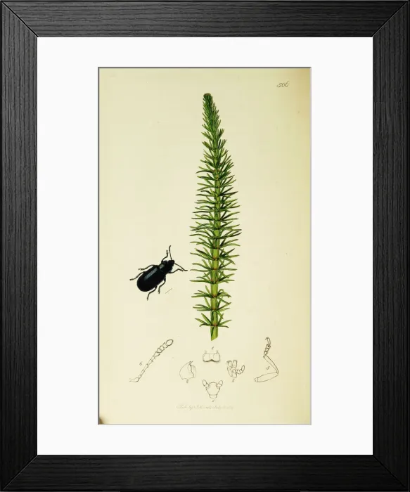 Framed Print : Curtis British Entomology Plate 506