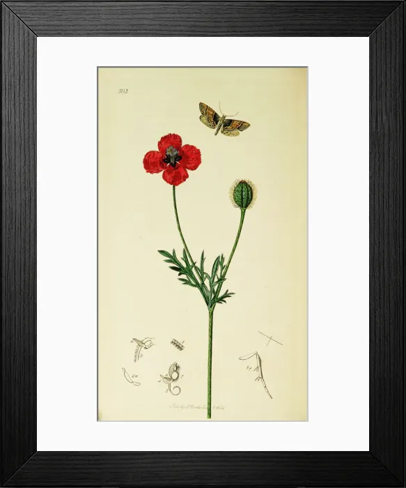 Framed Print : Curtis British Entomology Plate 503 Framed Print : Curtis British Entomology Plate 503
