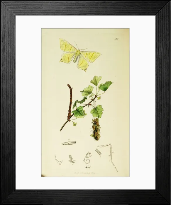 Framed Print : Curtis British Entomology Plate 508 Framed Print : Curtis British Entomology Plate 508