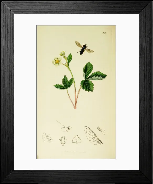 Framed Print : Curtis British Entomology Plate 509 Framed Print : Curtis British Entomology Plate 509