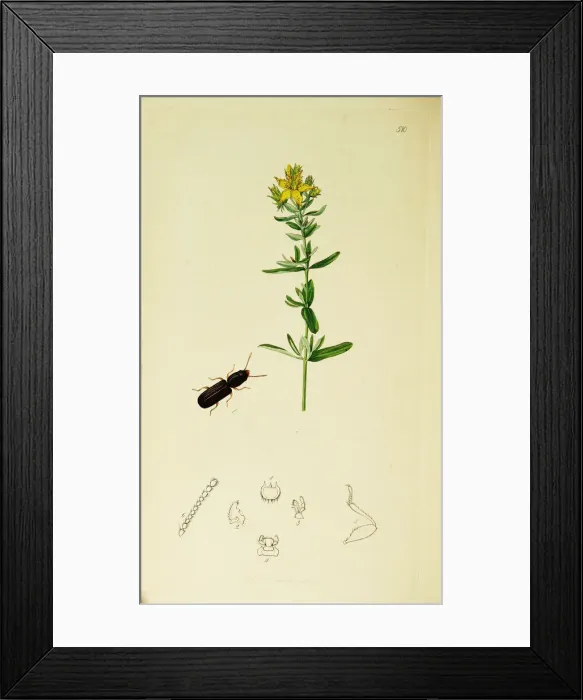 Framed Print : Curtis British Entomology Plate 510 Framed Print : Curtis British Entomology Plate 510