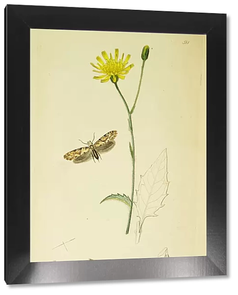 Curtis British Entomology Plate 511