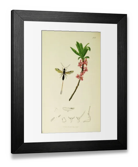 Framed Print : Curtis British Entomology Plate 507 Framed Print : Curtis British Entomology Plate 507