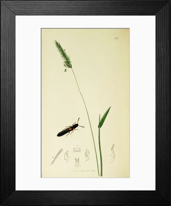 Framed Print : Curtis British Entomology Plate 514 Framed Print : Curtis British Entomology Plate 514