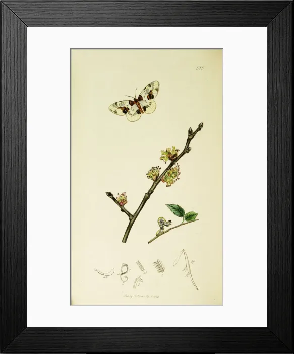 Framed Print : Curtis British Entomology Plate 515 Framed Print : Curtis British Entomology Plate 515