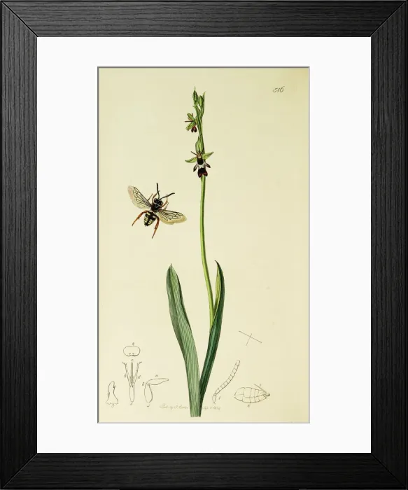 Framed Print : Curtis British Entomology Plate 516 Framed Print : Curtis British Entomology Plate 516
