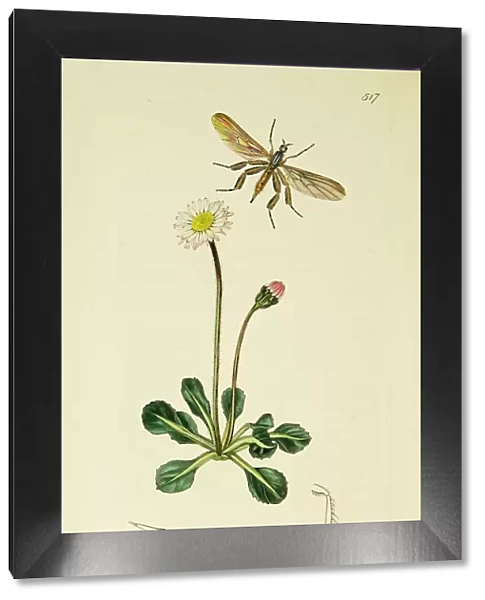 Curtis British Entomology Plate 517