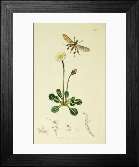 Framed Print : Curtis British Entomology Plate 517 Framed Print : Curtis British Entomology Plate 517