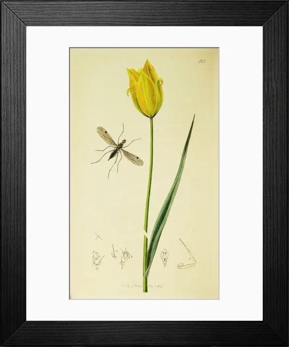 Framed Print : Curtis British Entomology Plate 513 Framed Print : Curtis British Entomology Plate 513