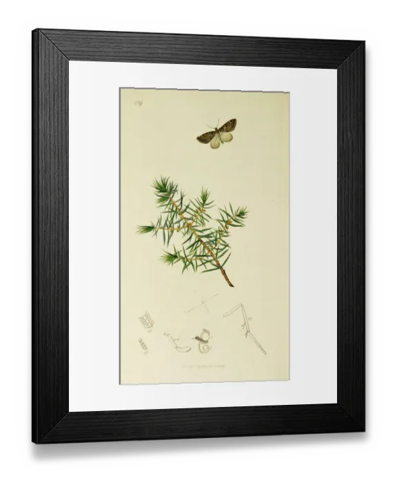 Framed Print : Curtis British Entomology Plate 519 Framed Print : Curtis British Entomology Plate 519