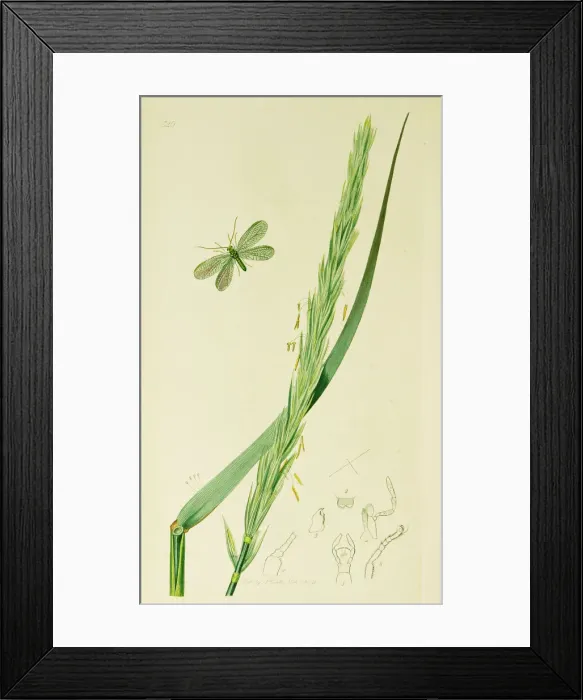 Framed Print : Curtis British Entomology Plate 520 Framed Print : Curtis British Entomology Plate 520
