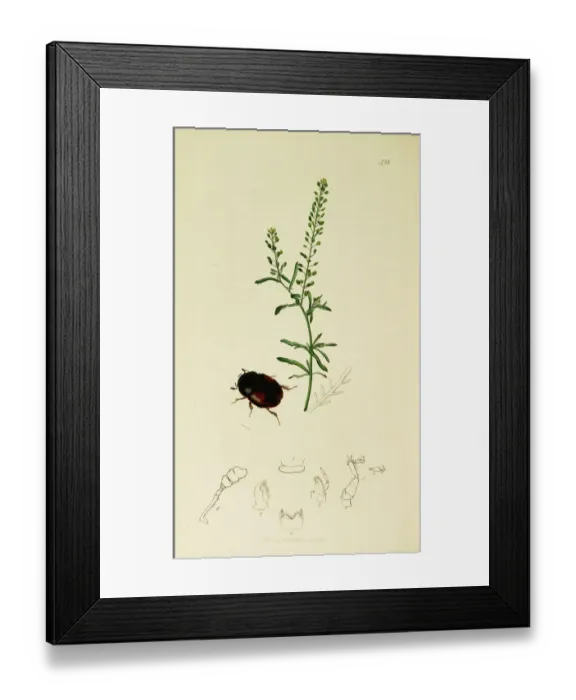 Framed Print : Curtis British Entomology Plate 518 Framed Print : Curtis British Entomology Plate 518