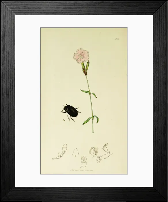 Framed Print : Curtis British Entomology Plate 522 Framed Print : Curtis British Entomology Plate 522