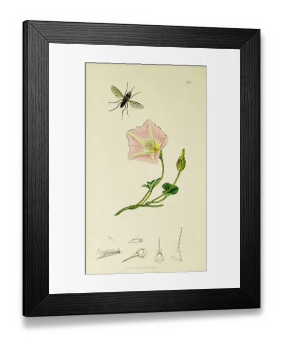 Framed Print : Curtis British Entomology Plate 521 Framed Print : Curtis British Entomology Plate 521