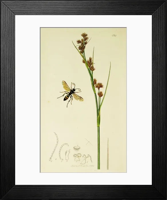 Framed Print : Curtis British Entomology Plate 524 Framed Print : Curtis British Entomology Plate 524