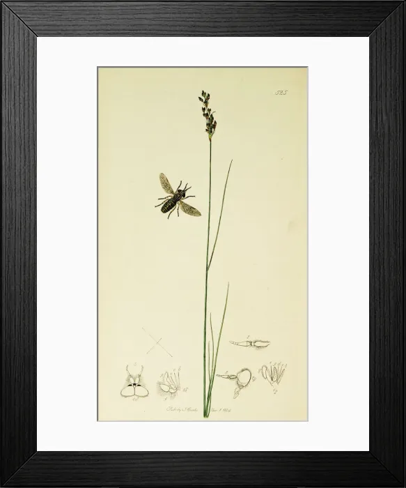 Framed Print : Curtis British Entomology Plate 525 Framed Print : Curtis British Entomology Plate 525