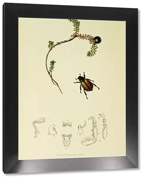 Curtis British Entomology Plate 526