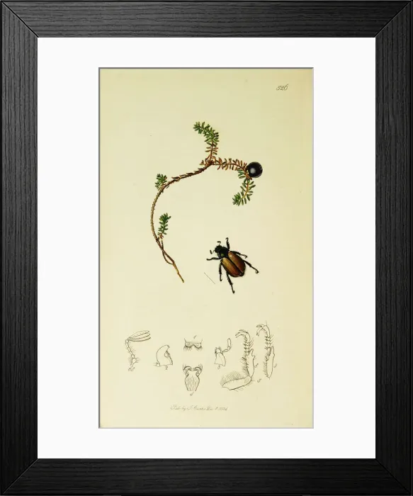 Framed Print : Curtis British Entomology Plate 526 Framed Print : Curtis British Entomology Plate 526