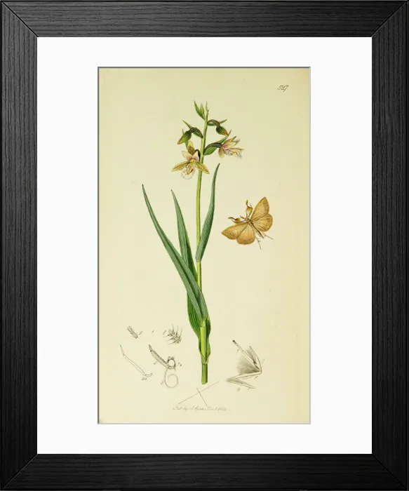 Framed Print : Curtis British Entomology Plate 527 Framed Print : Curtis British Entomology Plate 527