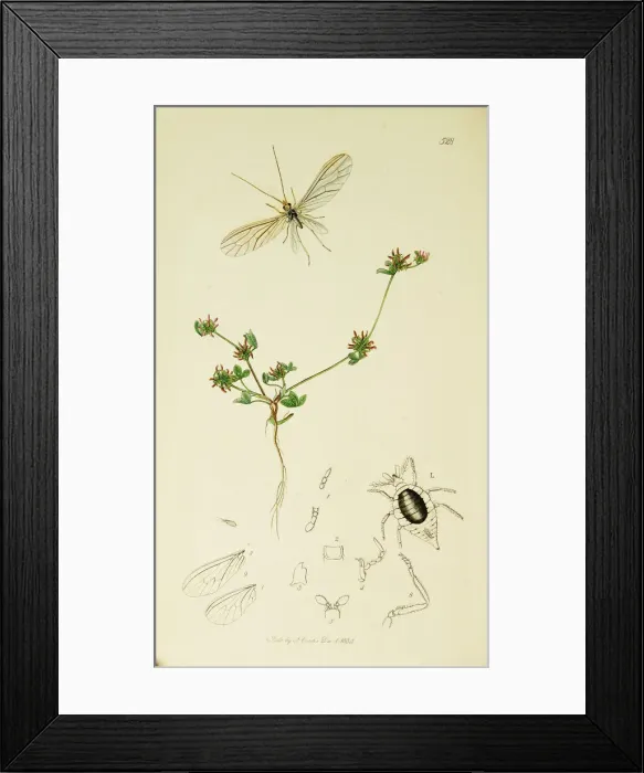Framed Print : Curtis British Entomology Plate 528 Framed Print : Curtis British Entomology Plate 528