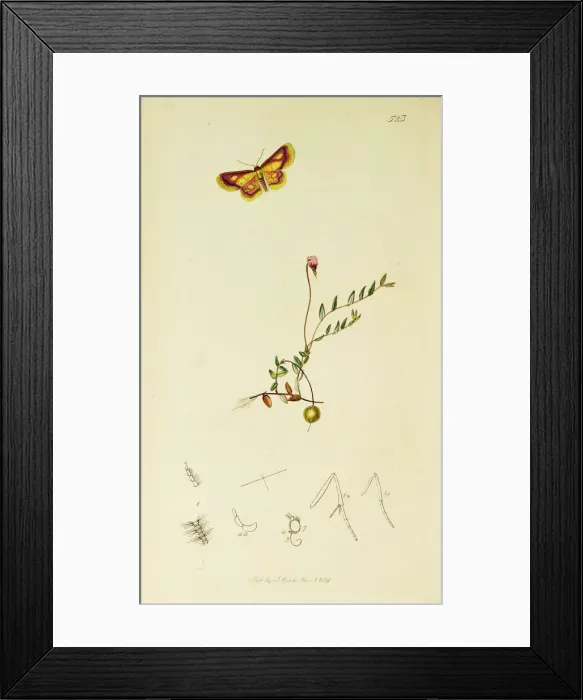 Framed Print : Curtis British Entomology Plate 523 Framed Print : Curtis British Entomology Plate 523