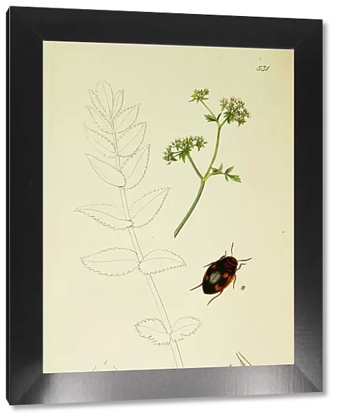 Curtis British Entomology Plate 531