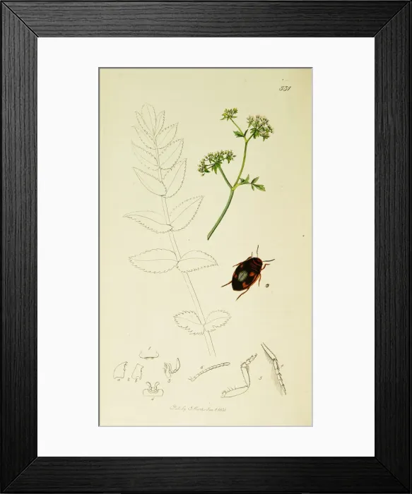 Framed Print : Curtis British Entomology Plate 531 Framed Print : Curtis British Entomology Plate 531