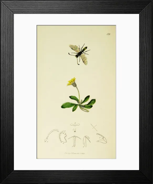 Framed Print : Curtis British Entomology Plate 532 Framed Print : Curtis British Entomology Plate 532