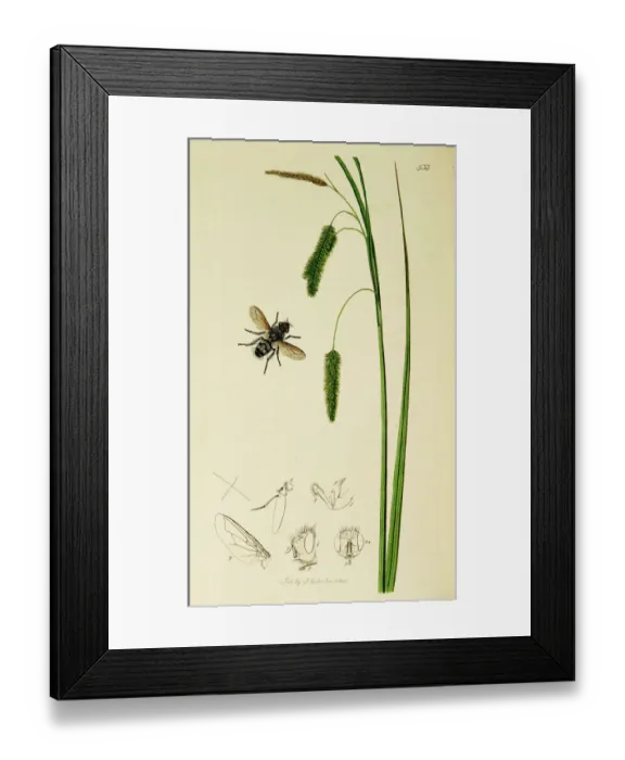 Framed Print : Curtis British Entomology Plate 533 Framed Print : Curtis British Entomology Plate 533