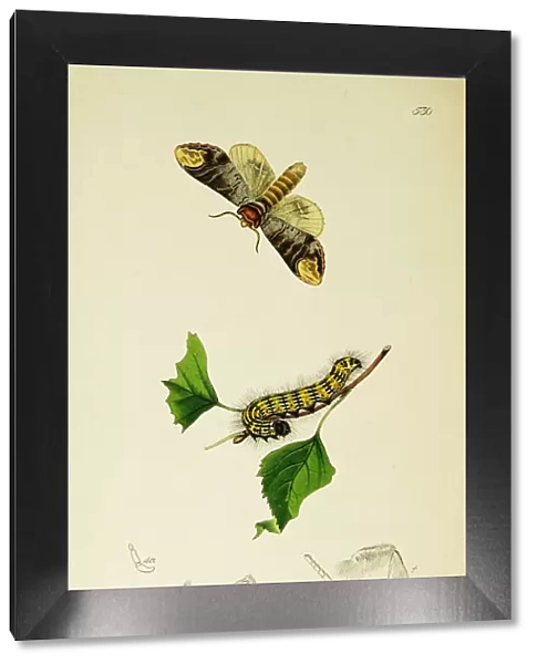Curtis British Entomology Plate 530