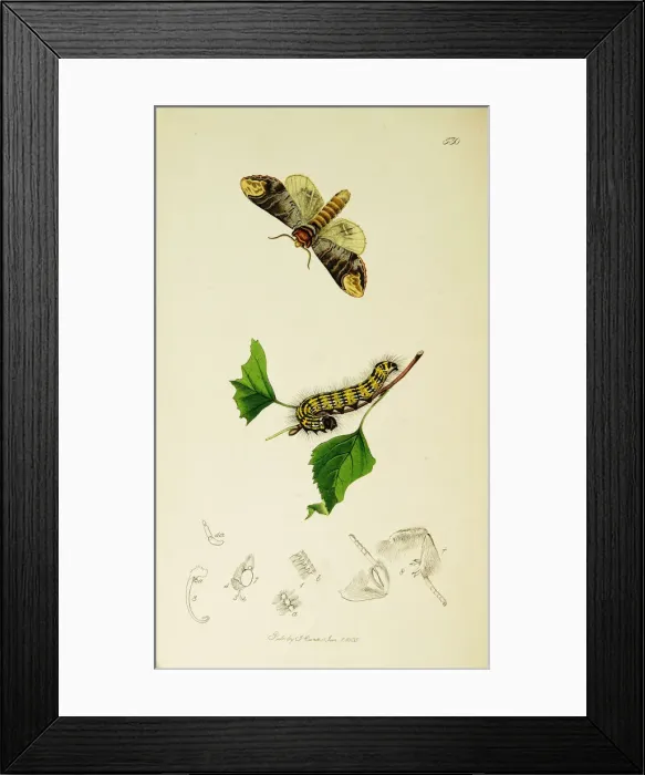 Framed Print : Curtis British Entomology Plate 530 Framed Print : Curtis British Entomology Plate 530