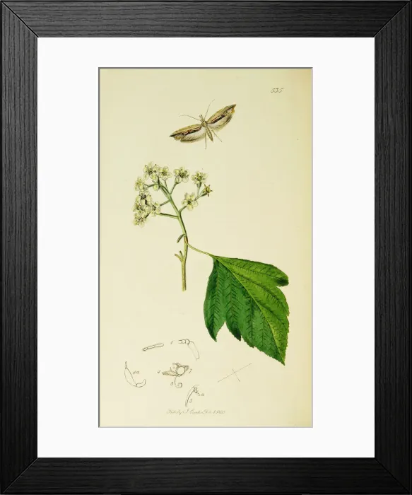 Framed Print : Curtis British Entomology Plate 535 Framed Print : Curtis British Entomology Plate 535