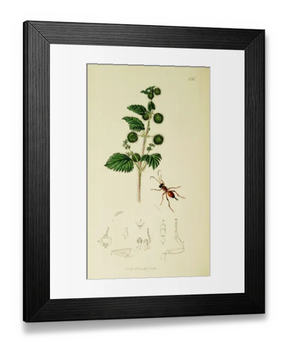 Framed Print : Curtis British Entomology Plate 536 Framed Print : Curtis British Entomology Plate 536