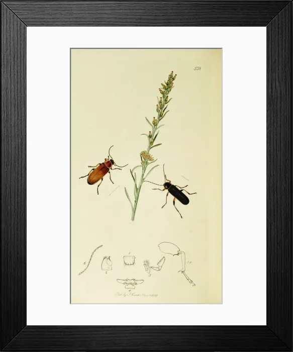 Framed Print : Curtis British Entomology Plate 538