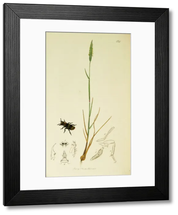 Framed Print : Curtis British Entomology Plate 534 Framed Print : Curtis British Entomology Plate 534