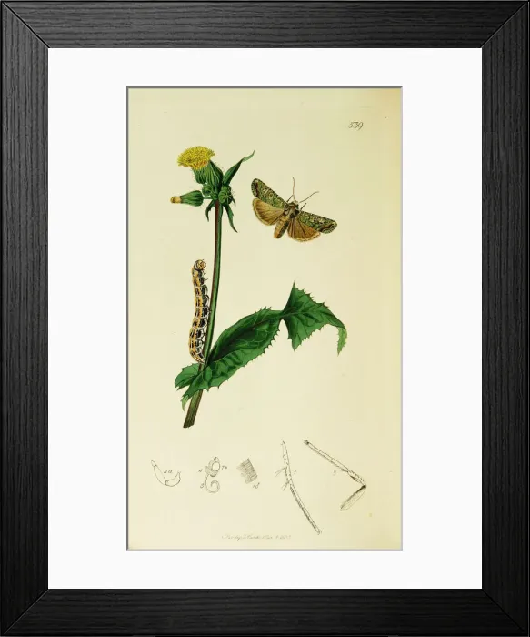 Framed Print : Curtis British Entomology Plate 539 Framed Print : Curtis British Entomology Plate 539