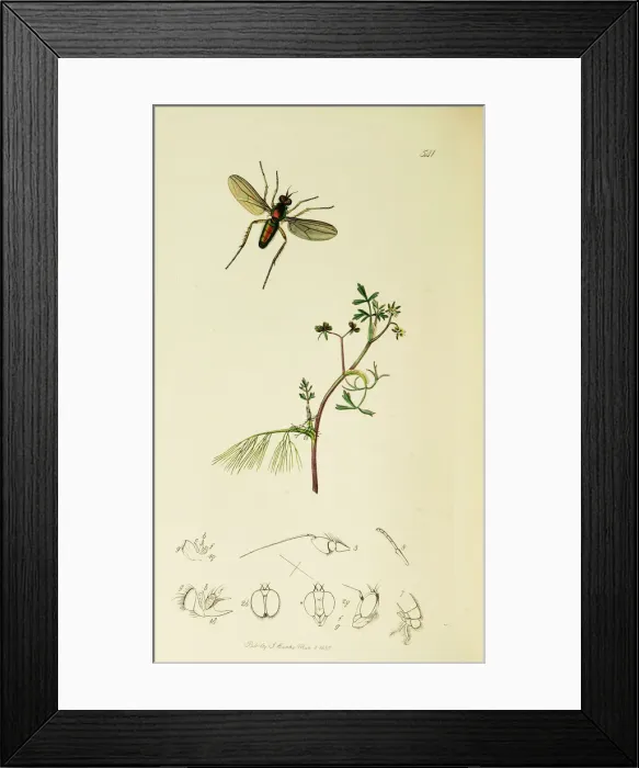 Framed Print : Curtis British Entomology Plate 541 Framed Print : Curtis British Entomology Plate 541