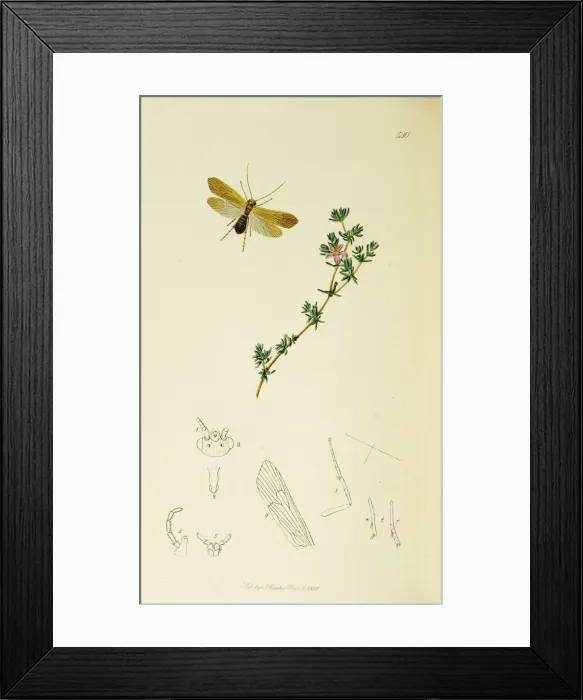 Framed Print : Curtis British Entomology Plate 540 Framed Print : Curtis British Entomology Plate 540