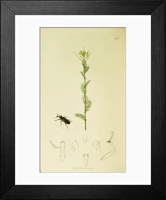 Framed Print : Curtis British Entomology Plate 542 Framed Print : Curtis British Entomology Plate 542