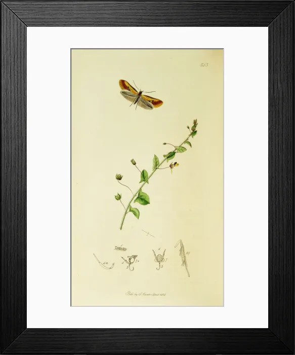Framed Print : Curtis British Entomology Plate 543 Framed Print : Curtis British Entomology Plate 543