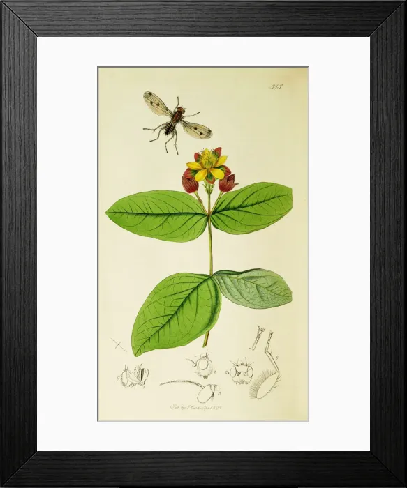 Framed Print : Curtis British Entomology Plate 545 Framed Print : Curtis British Entomology Plate 545