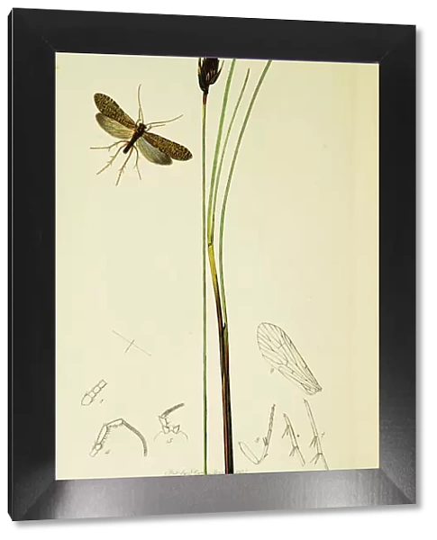 Curtis British Entomology Plate 544