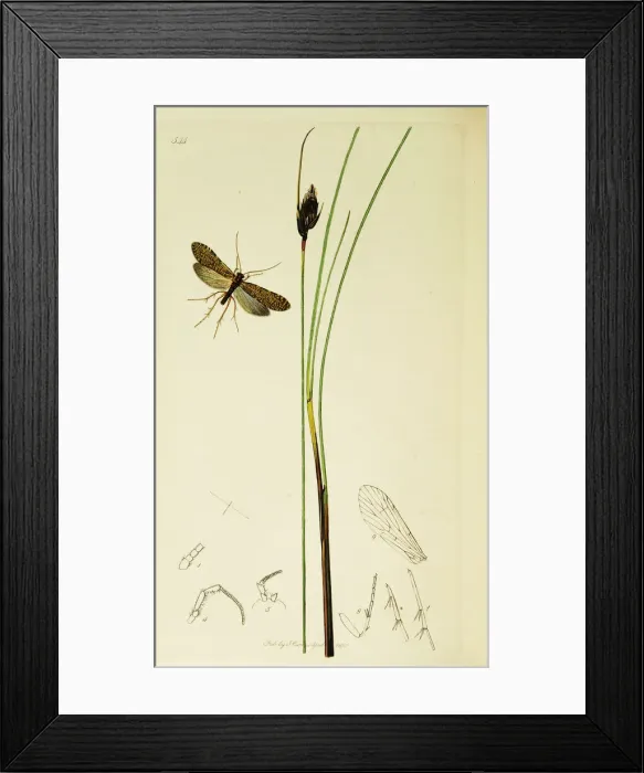 Framed Print : Curtis British Entomology Plate 544 Framed Print : Curtis British Entomology Plate 544